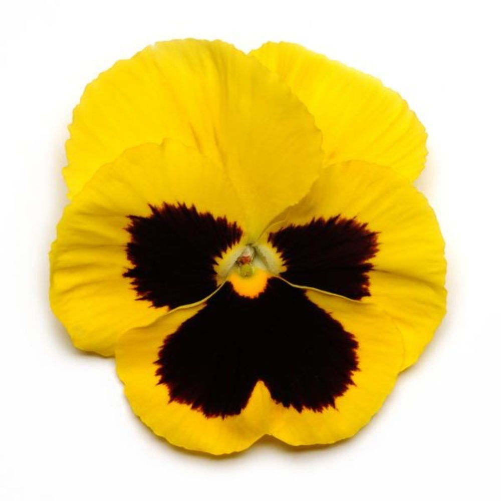 Meet your Posher, Dee